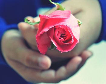 Close-up of pink rose held by person