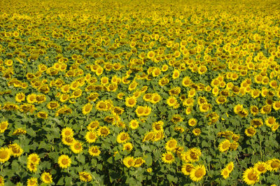 Close-up of yellow flowering plants on field