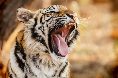 Close-up of tiger cub yawing