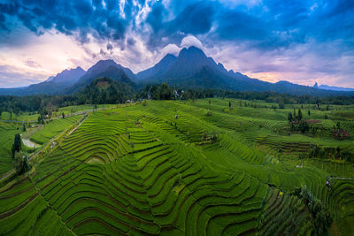 Scenic view of agricultural field against sky