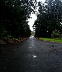 Road amidst trees in forest