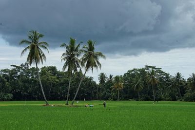 Scenic view of palm trees on field against sky