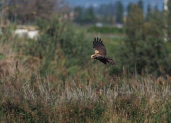 Bird flying over a field