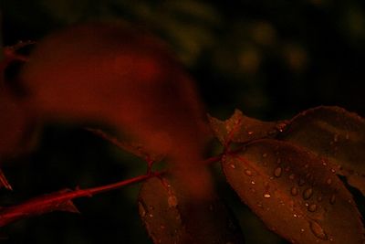 Close-up of maple leaf during autumn