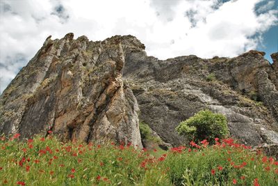 Close-up of red poppy flowers