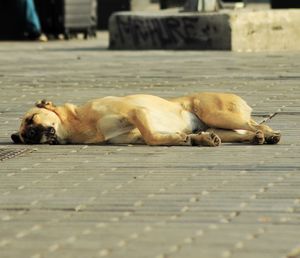 View of dog sleeping on footpath