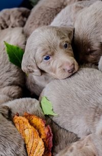 Close-up of a weimaraner puppy dog resting