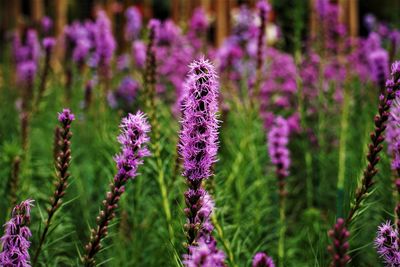 Close-up of purple flowering plants on field