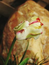 Close-up of rose bud