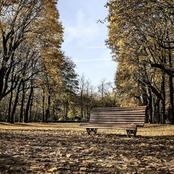 Empty bench in park during autumn