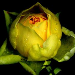 Close-up of rose over white background