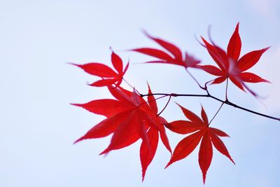 Close-up of maple leaves