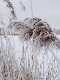 Close-up of frozen plants during winter