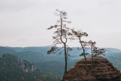 Tree on rock against sky