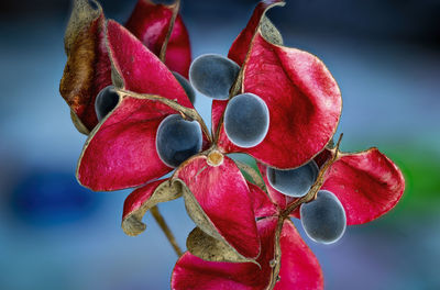 Close-up of red berries on plant