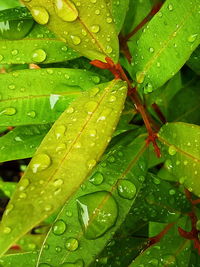 Full frame shot of wet leaves