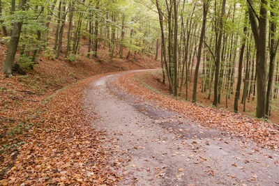 Dirt road amidst trees in forest