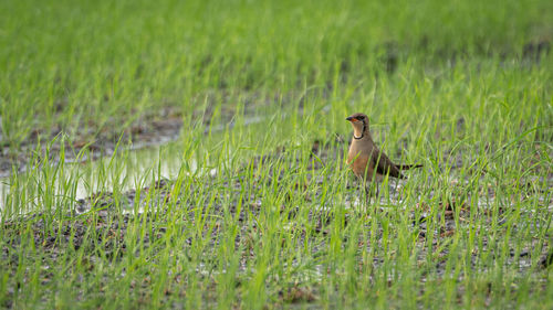 Squirrel sitting on grass in field