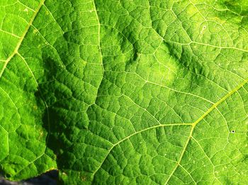 Macro shot of leaf