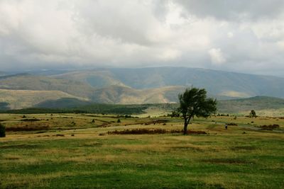 environment
