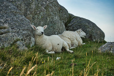 Scottish sheep