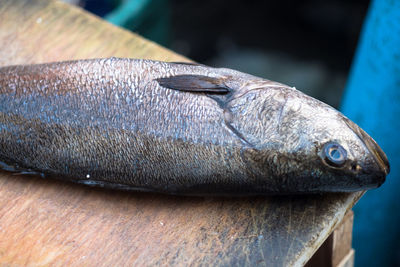 Close-up of fish