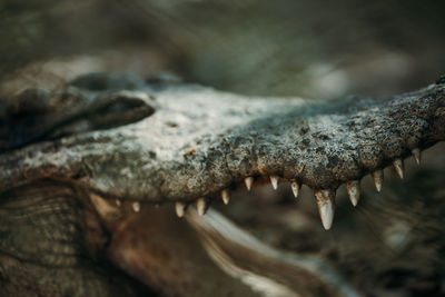 Close-up of a alligator