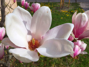 Close-up of white flowers blooming outdoors