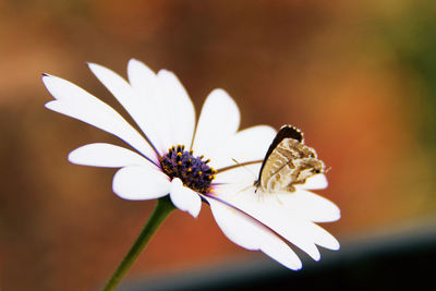 Close-up of white flowers blooming outdoors