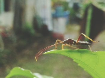 Close-up of insect on leaf