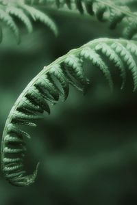 Green fern in the forest