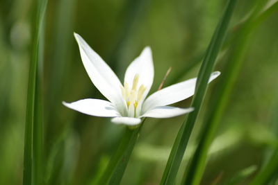 Close-up of white flowers blooming in field