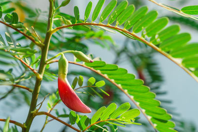 Close-up of fresh red fruit on tree