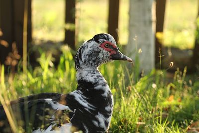 Close-up of a duck