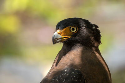 Close-up of bird