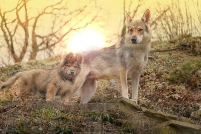 Portrait of two dogs on land