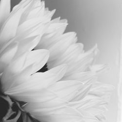 Macro shot of flower