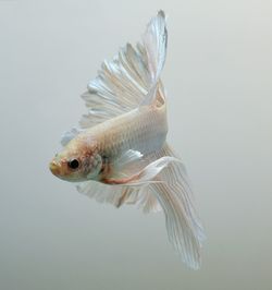 Close-up of fish underwater