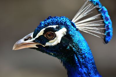 Close-up of peacock