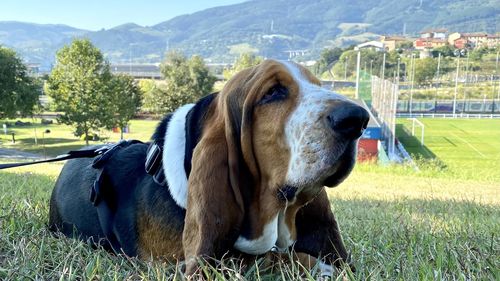 Close-up of a dog on field - blues lying