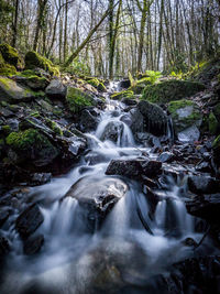 Scenic view of waterfall in forest