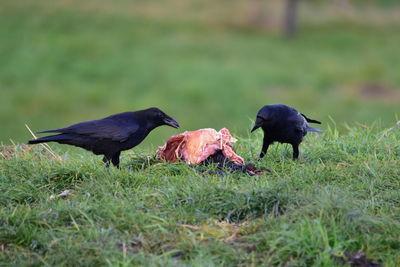 Bird on a field with prey