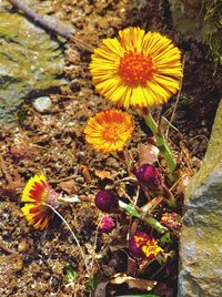 High angle view of yellow crocus blooming outdoors