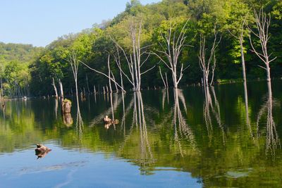 Scenic view of lake