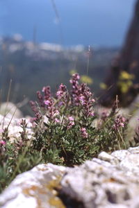 Close-up of purple flowering plants on land