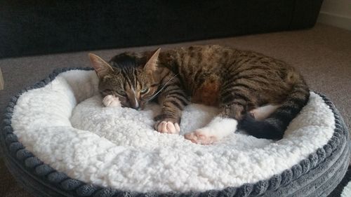Cat sleeping on bed