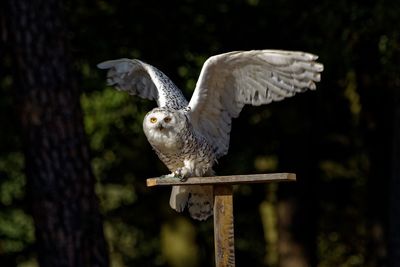 Close-up of eagle perching on wooden post