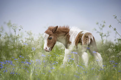 Rear view of foal standing amidst plants on field