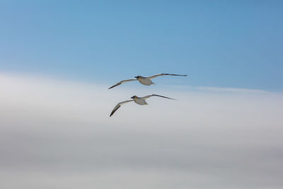 Low angle view of bird flying