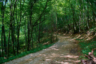 Road amidst trees in forest